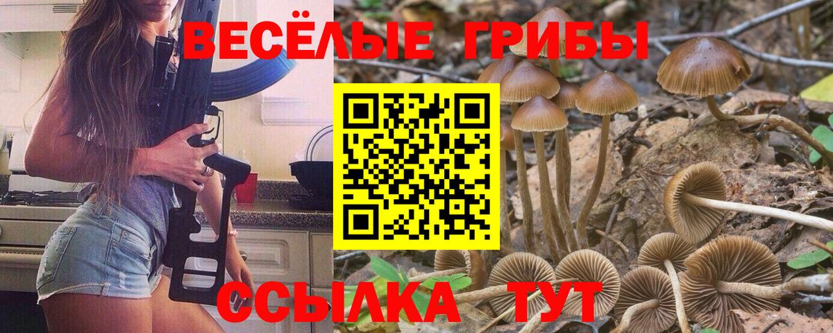 Галлюциногенные грибы Psilocybe Краснознаменск
